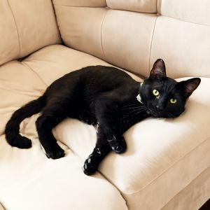 Oz is a very sweet playful little boy who plays hard and then passes out like a