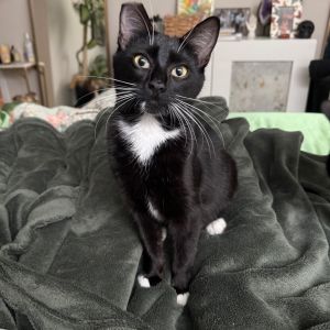 Punky Mewster is an 8-month-old tuxedo girl with short legs a round little bell