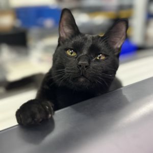Meet Count Orlok Count Orlok is a black tripod cat three legs  with a heart full of fun and