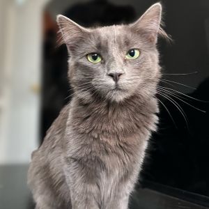 Meet Marie Antoinette - The Regal Princess Inspired by her majestic long gray f