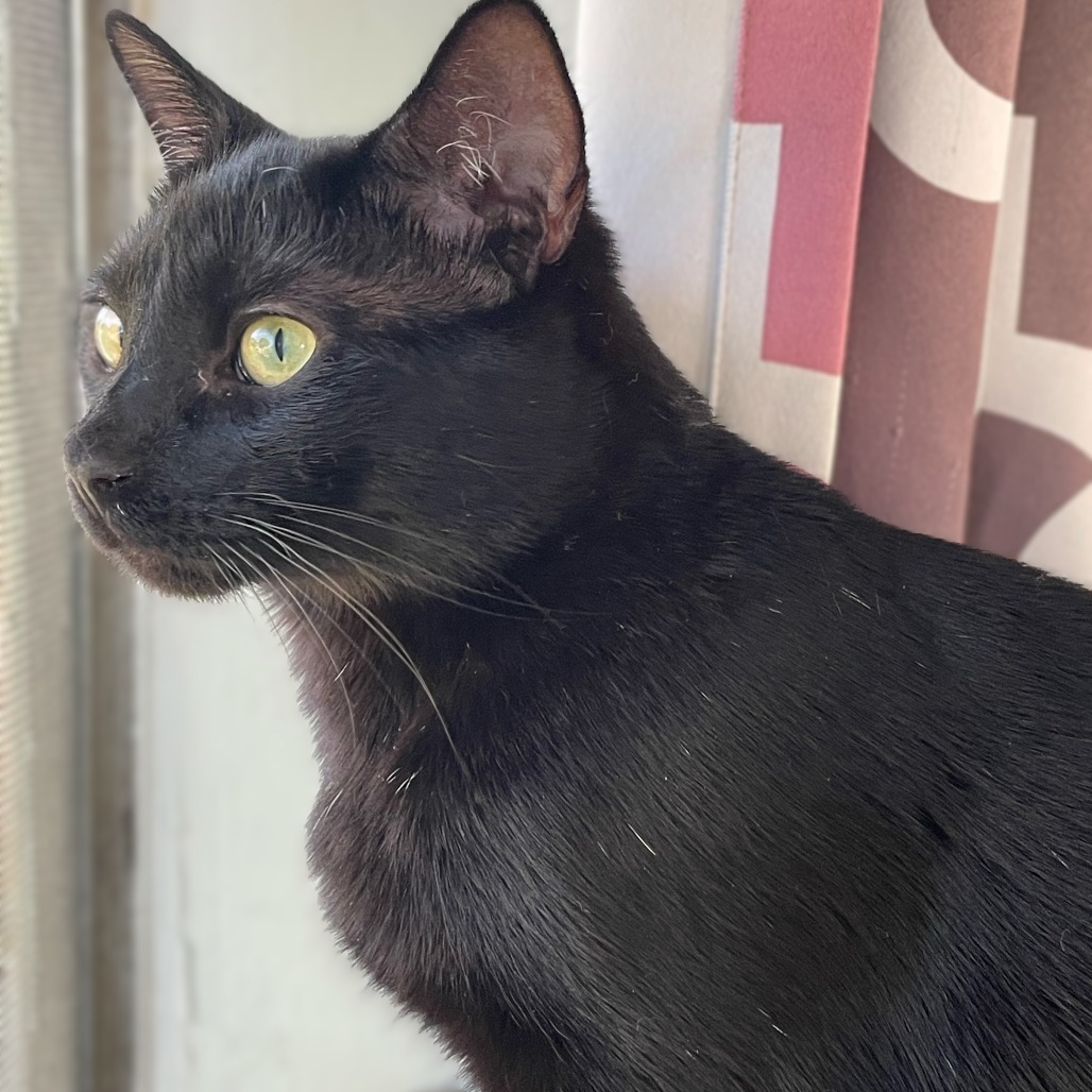 Sylvester