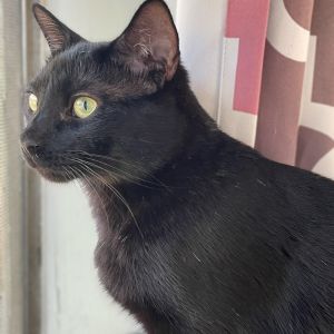 Meet Sylvester - The Fearless Daredevil If youre looking for a cat that brings