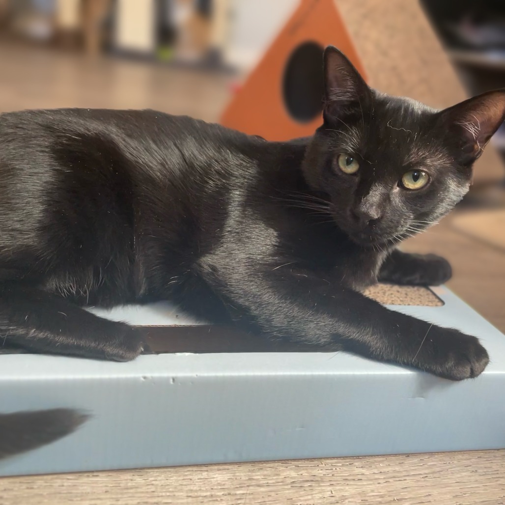 Sylvester
