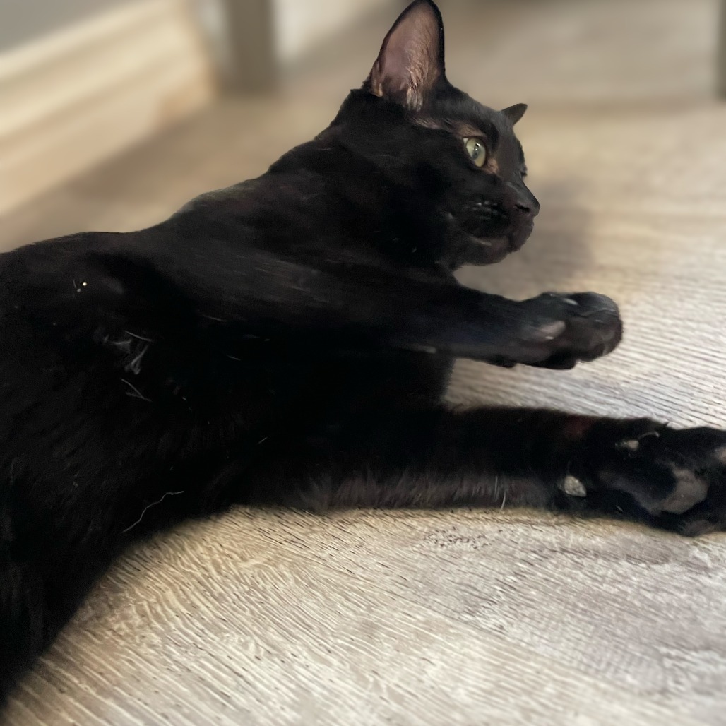 Sylvester