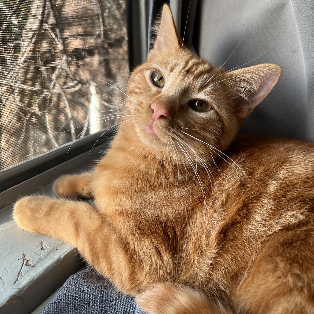 Archie