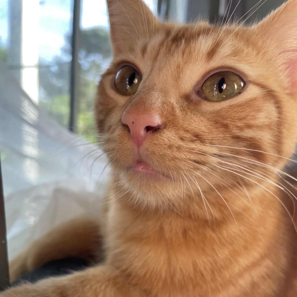 Archie