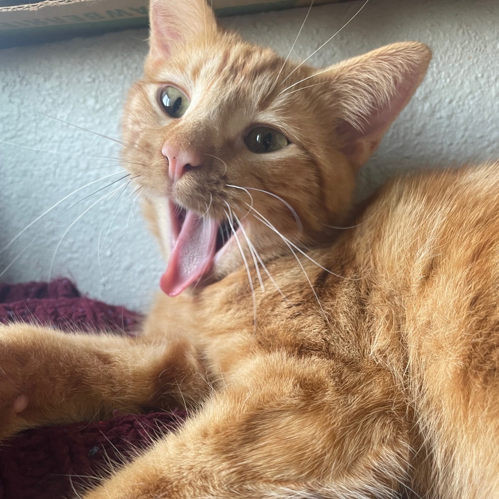 Archie