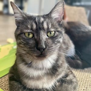 Meet Misty - The Chill Queen with a Spark Misty is a remarkably chill kitty with a stunning black s