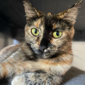 Meet Rhea - The Fearless Explorer Rhea is a firecracker wrapped in fur As a true tortoiseshell sh