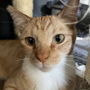 Meet Rio - The Resilient Orange Tabby Rios journey is nothing short of inspira