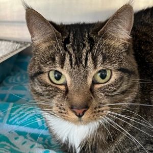 Mattie, Senior Female Domestic Short Hair