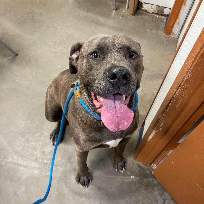Herbie, an adoptable Pit Bull Terrier, Mixed Breed in Park Falls, WI, 54552 | Photo Image 1