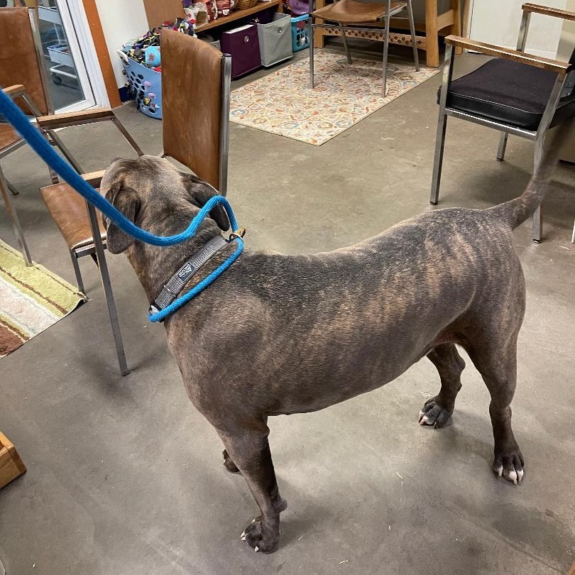 Herbie, an adoptable Pit Bull Terrier, Mixed Breed in Park Falls, WI, 54552 | Photo Image 2