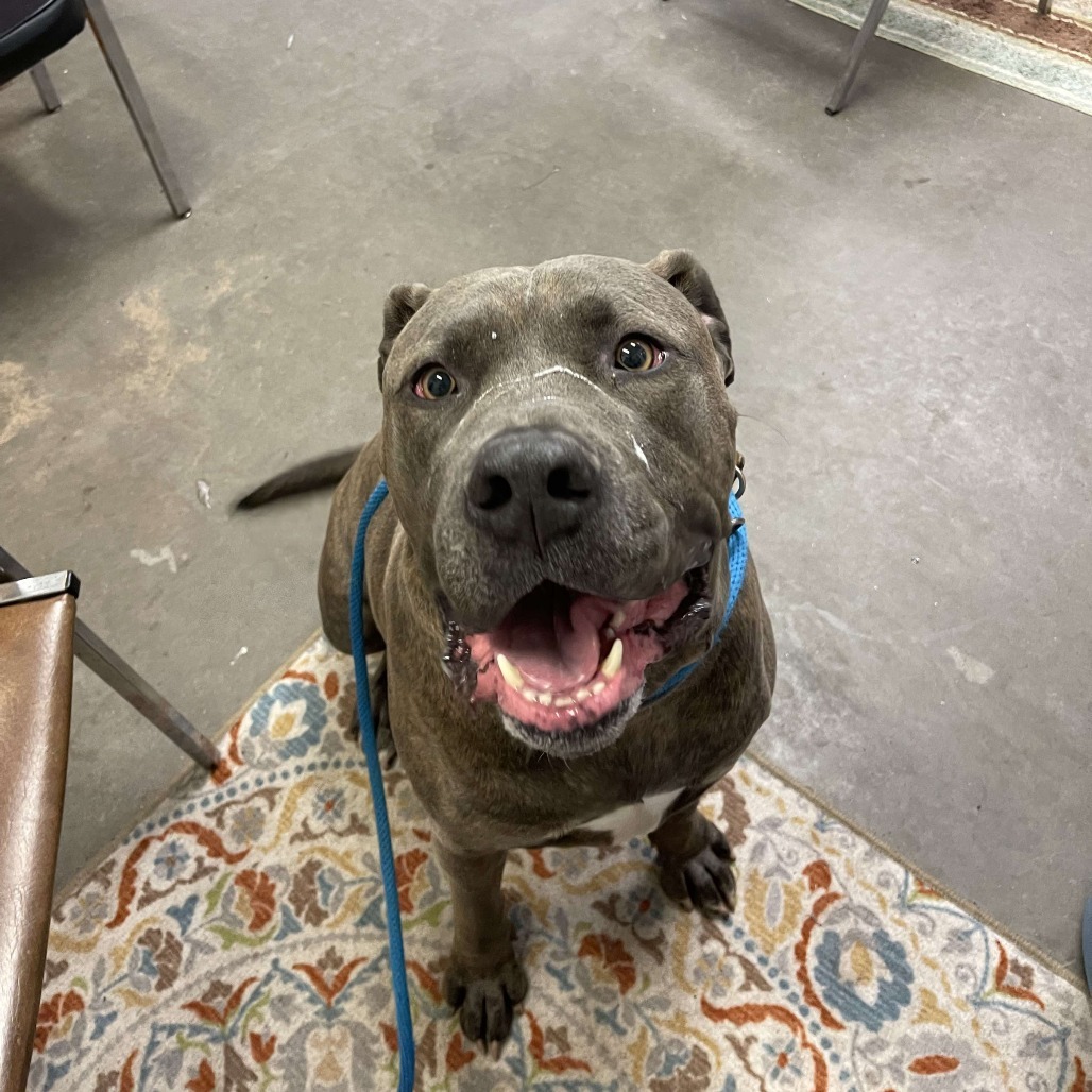 Herbie, an adoptable Pit Bull Terrier, Mixed Breed in Park Falls, WI, 54552 | Photo Image 3