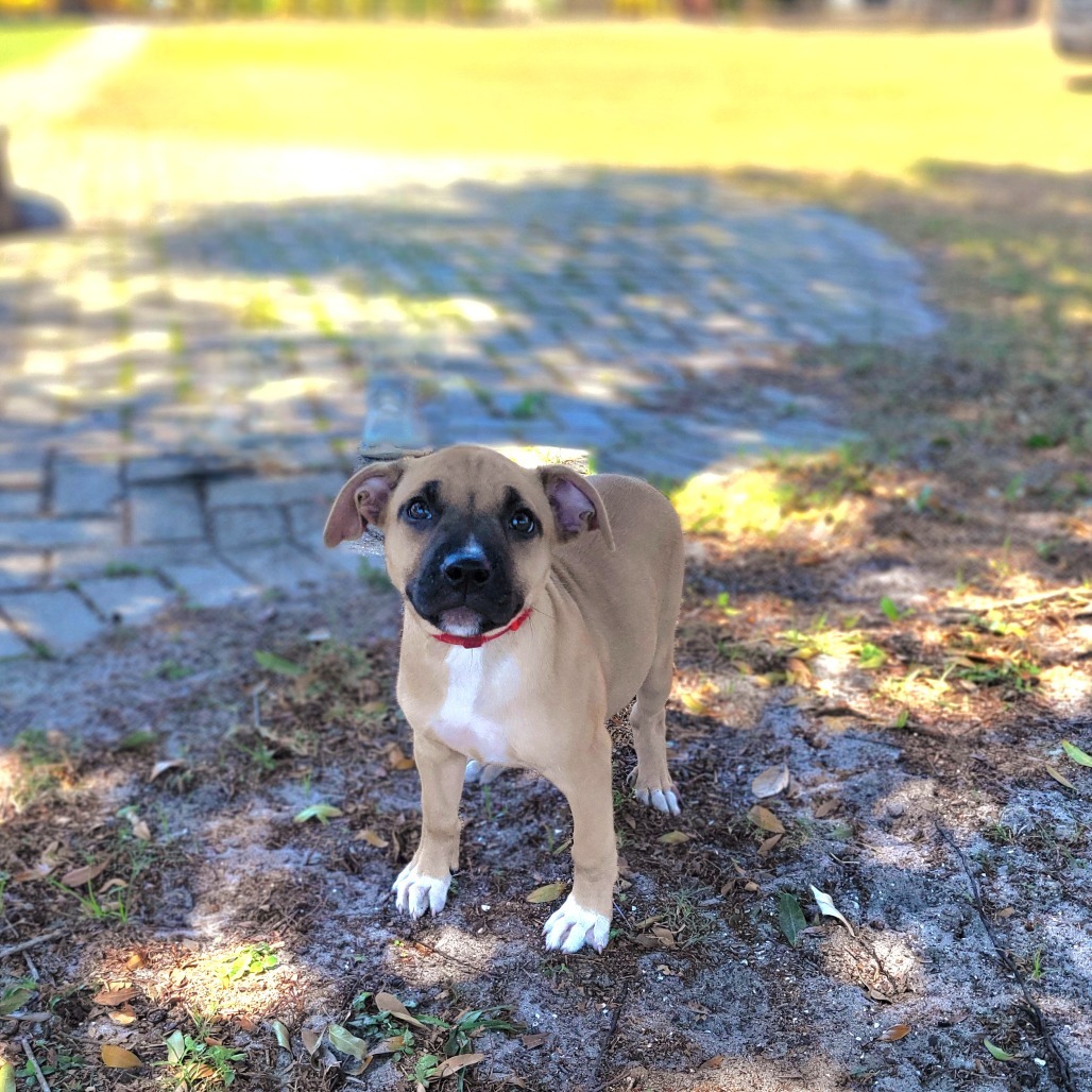 Miss Potato