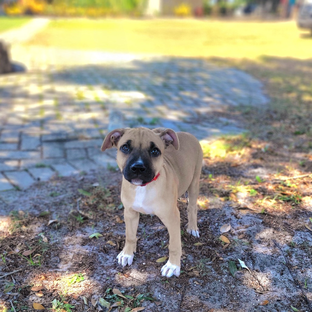 Miss Potato