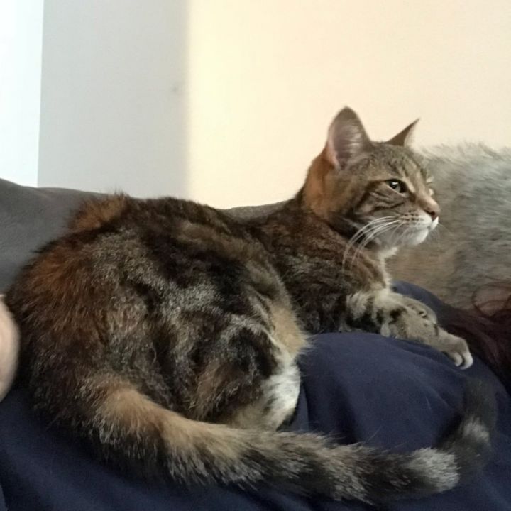 Kiera (declawed) 1