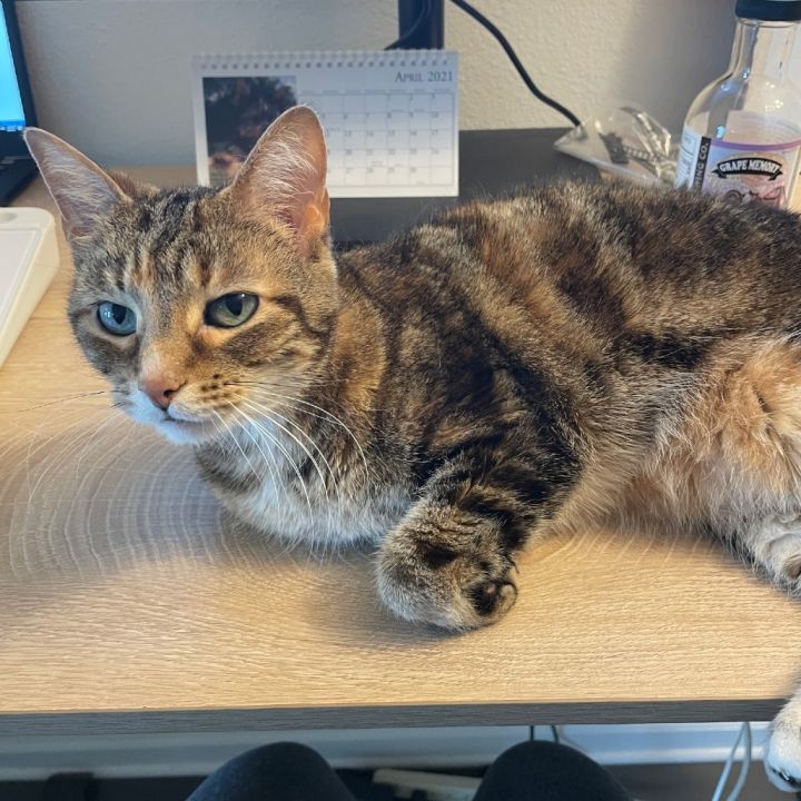Kiera (declawed) 2