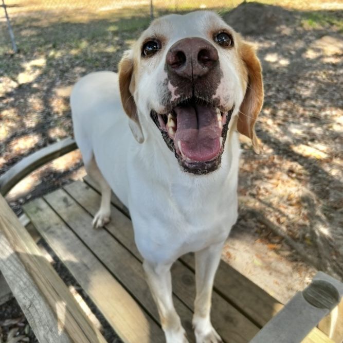Duke