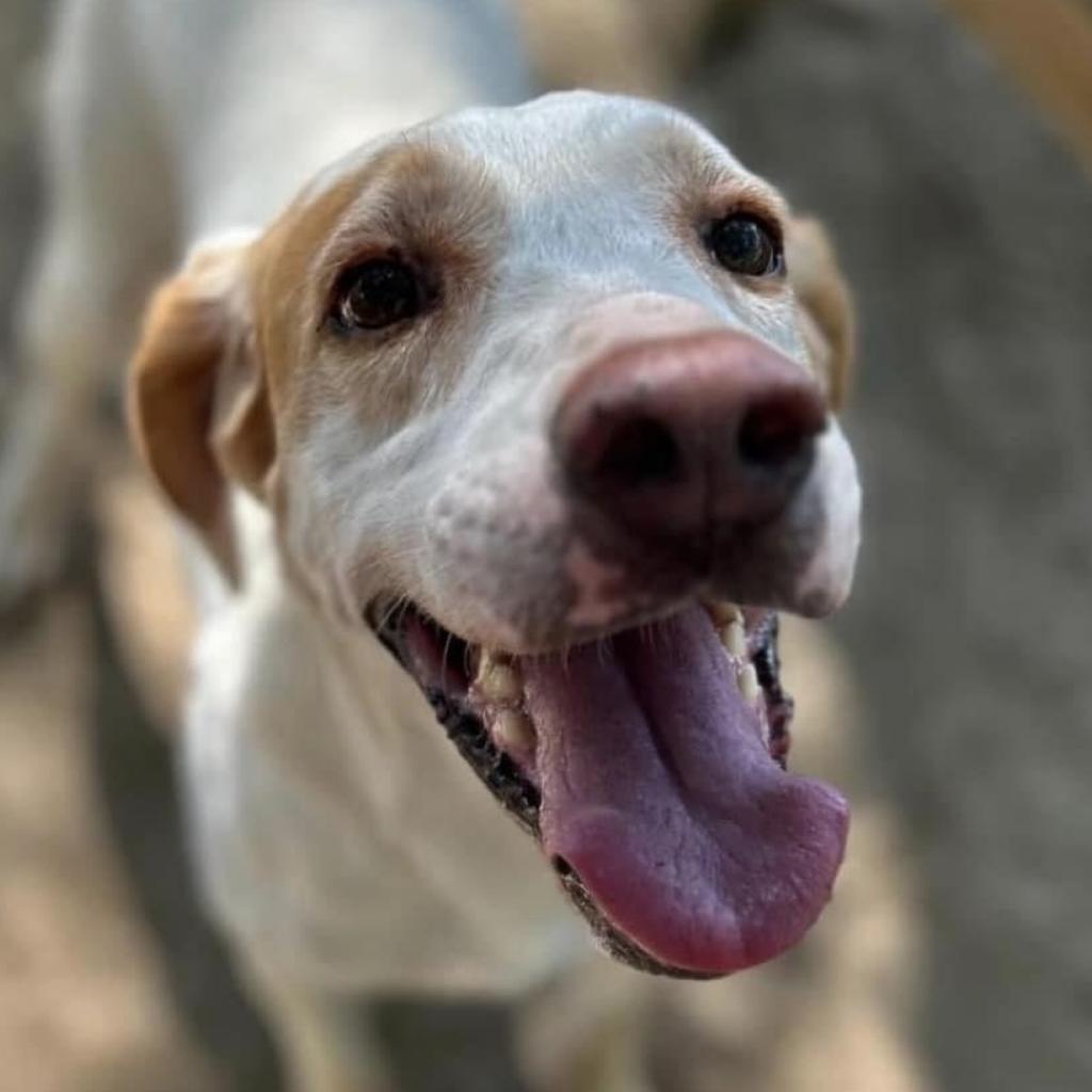Duke