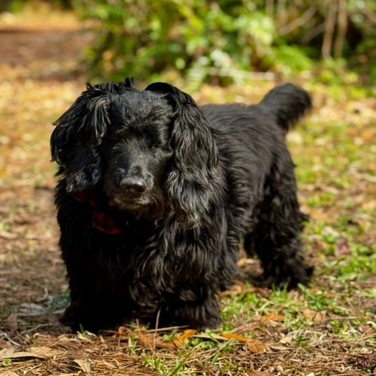 Taz
