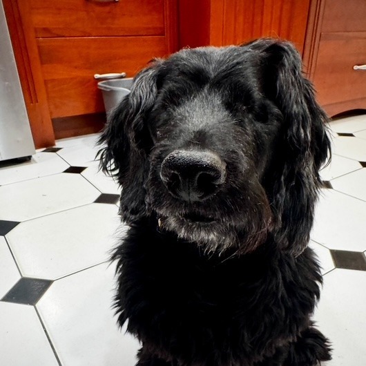 Taz