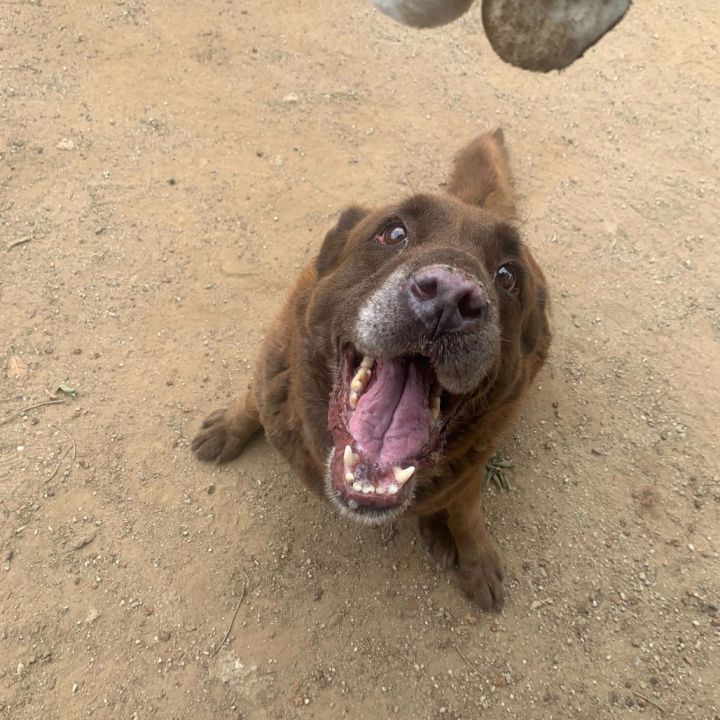Bear 3
