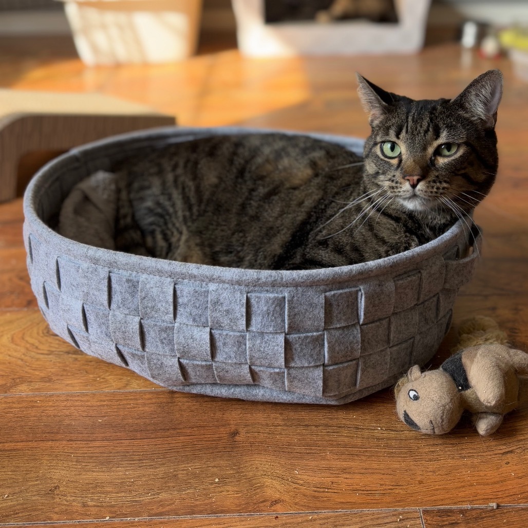 Jack, an adoptable Domestic Short Hair in Nampa, ID, 83686 | Photo Image 1