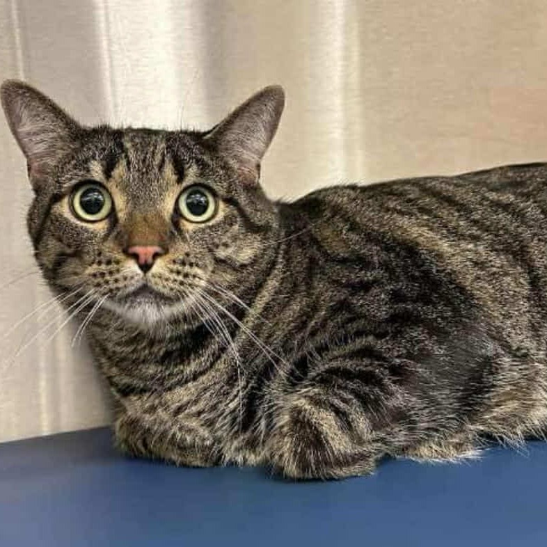 Jack, an adoptable Domestic Short Hair in Nampa, ID, 83686 | Photo Image 2