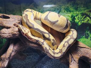 Leo
