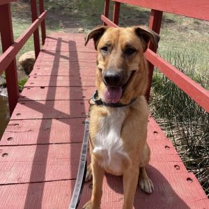 Chip - Loves People & Dogs