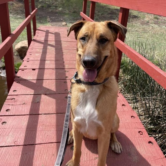Chip - Loves People & Dogs