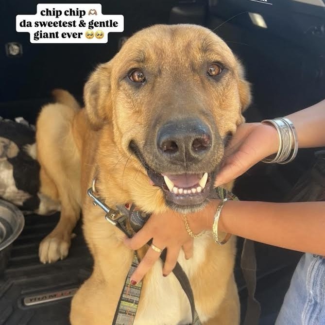 Chip - Loves People & Dogs! Adopt $50!, an adoptable Shepherd, Great Dane in Flagstaff, AZ, 86004 | Photo Image 1