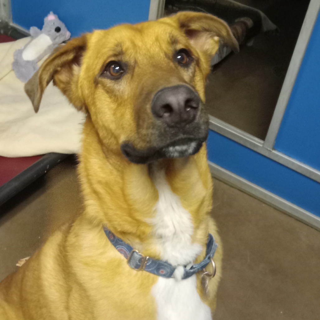 Chip - Loves People & Dogs