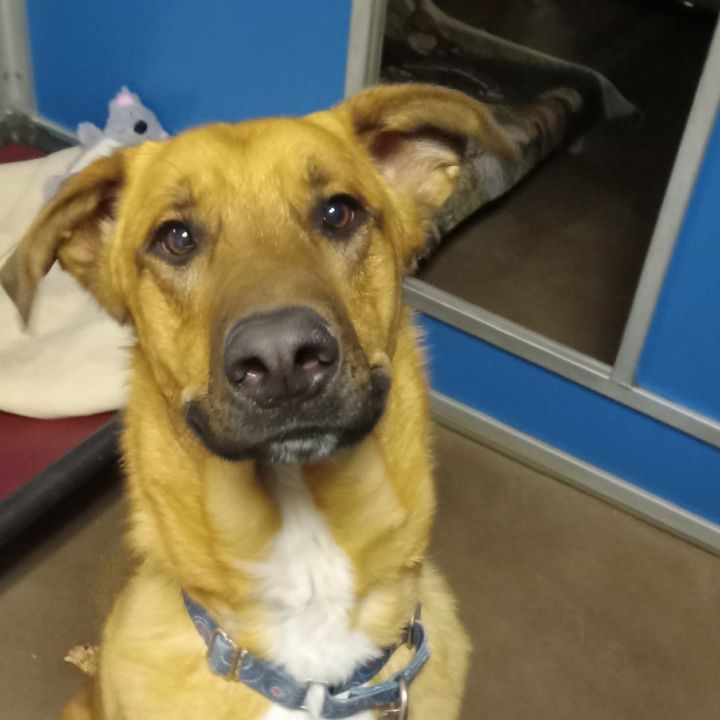 Chip - Loves People & Dogs 2