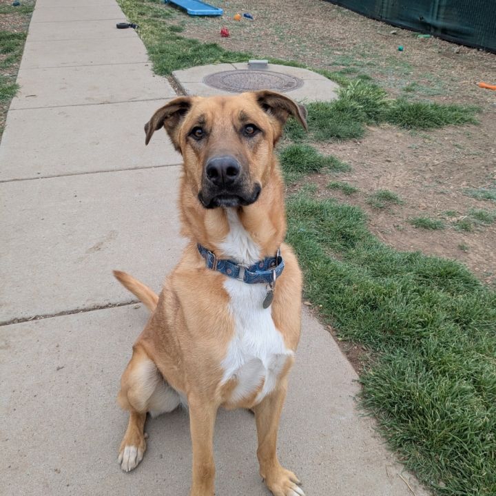 Chip - Loves People & Dogs 3