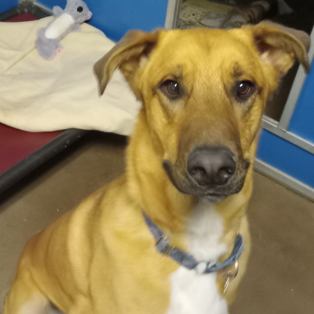 Chip - Loves People & Dogs