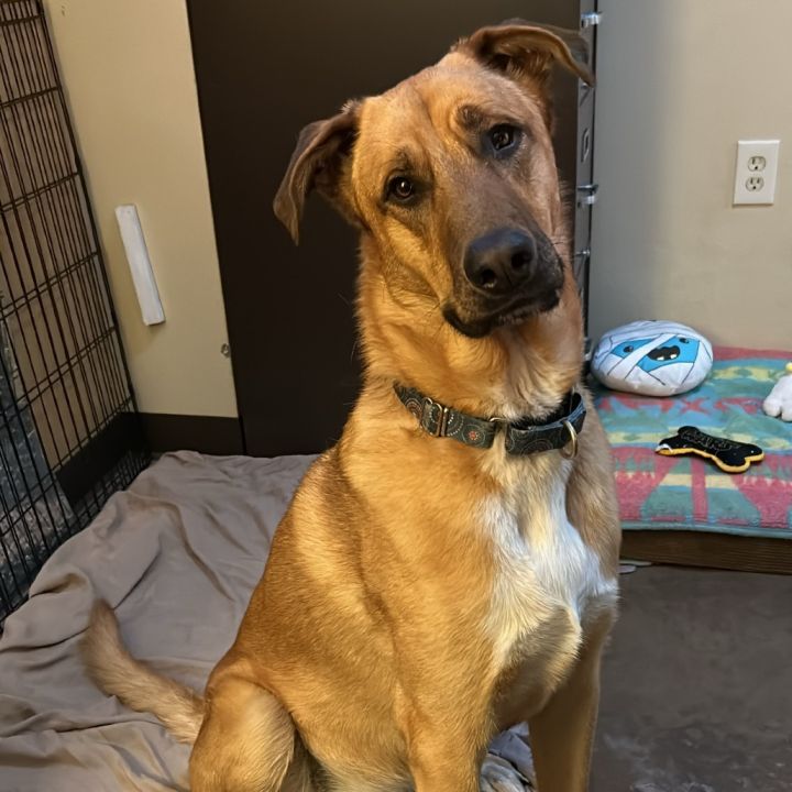 Chip - Loves People & Dogs 4