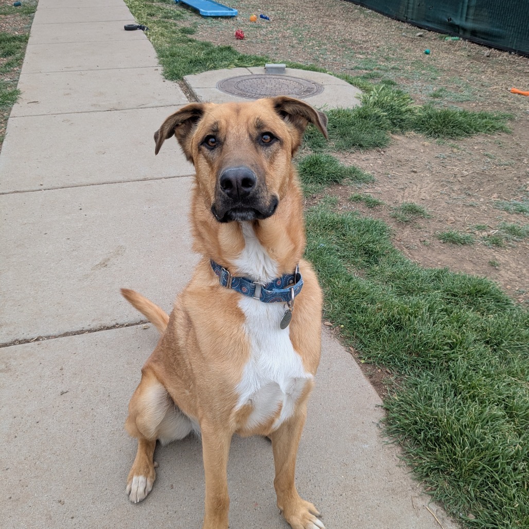 Chip - Loves People & Dogs