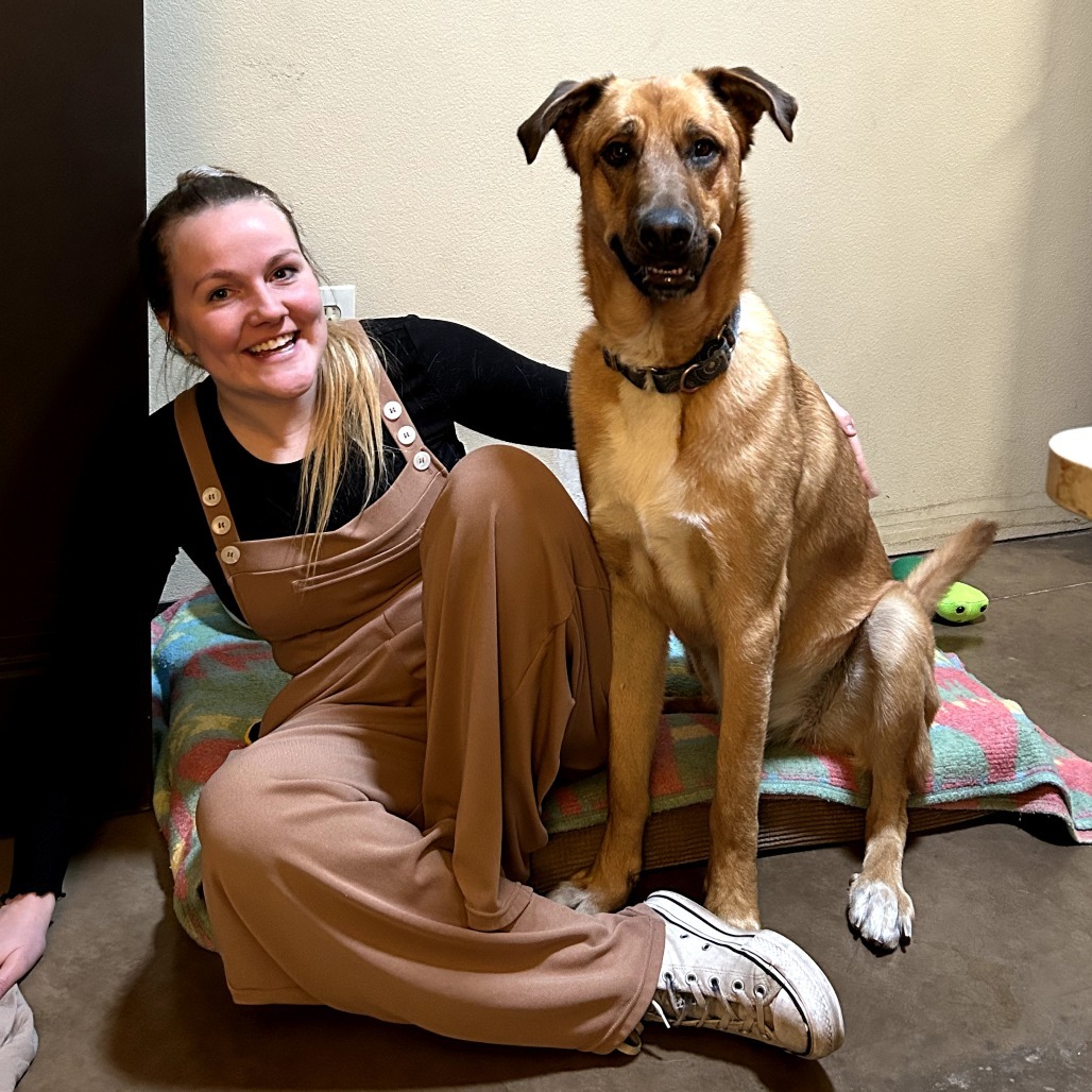 Chip - Loves People & Dogs! Adopt $50!, an adoptable Shepherd, Great Dane in Flagstaff, AZ, 86004 | Photo Image 5