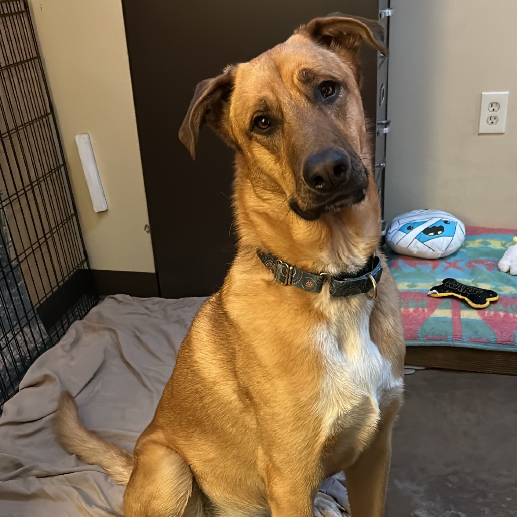 Chip - Loves People & Dogs