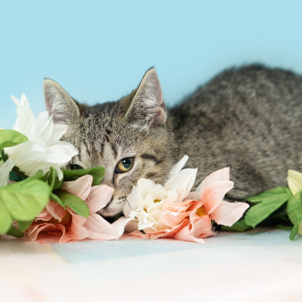 Lily