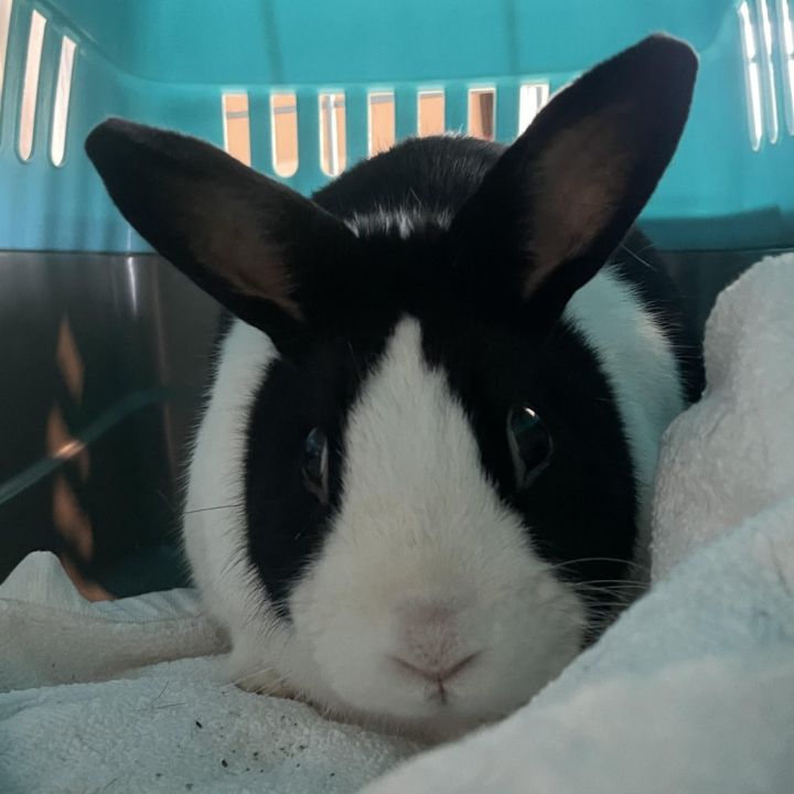 Oreo 1