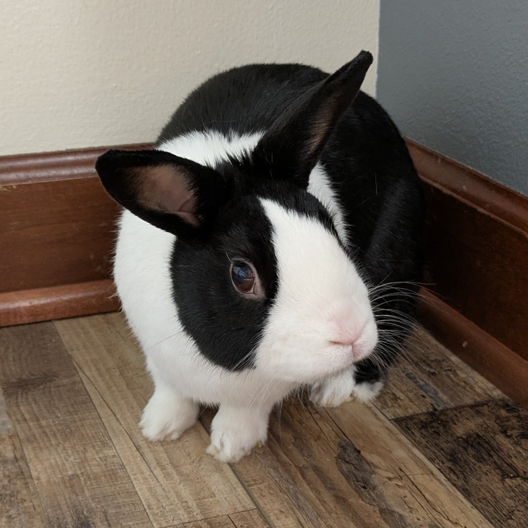 Oreo