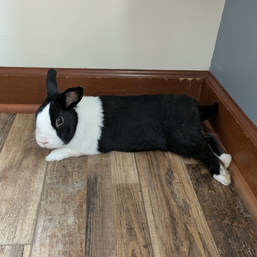 Oreo