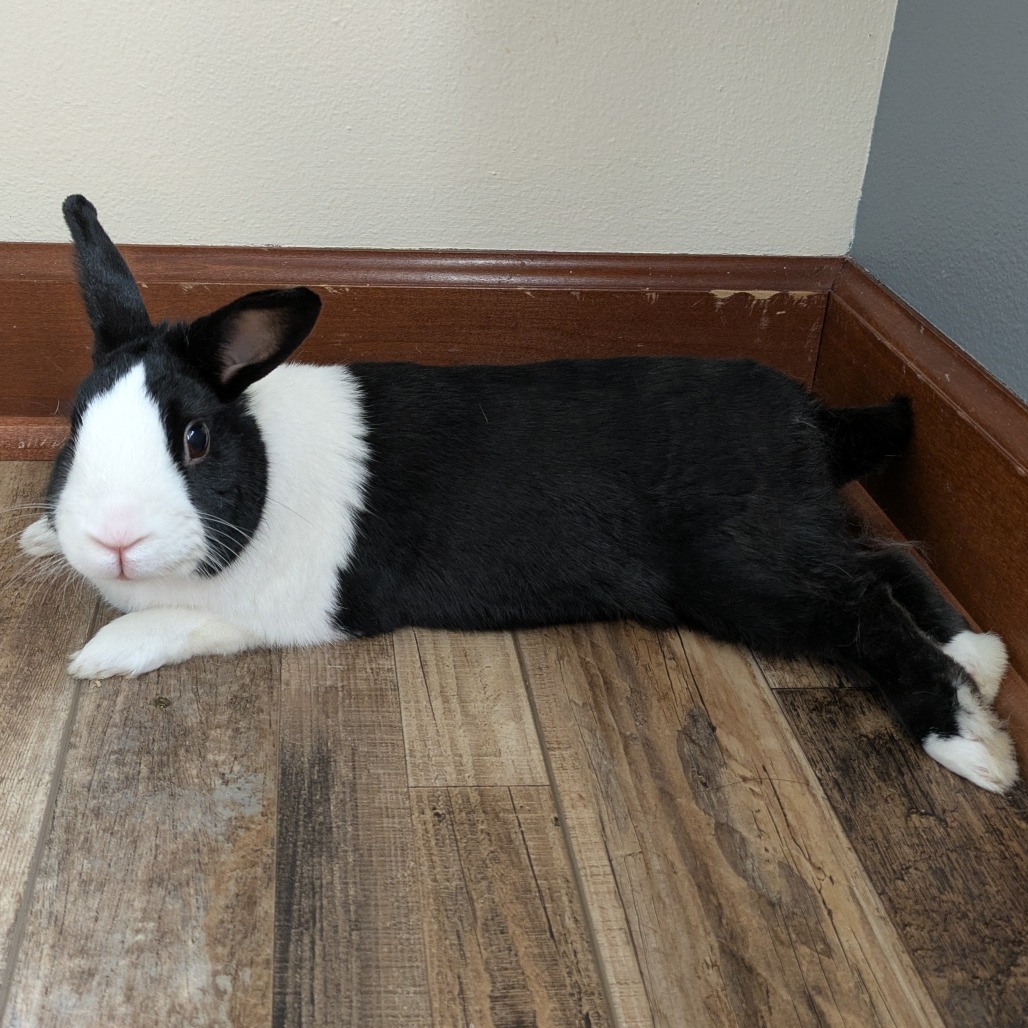 Oreo