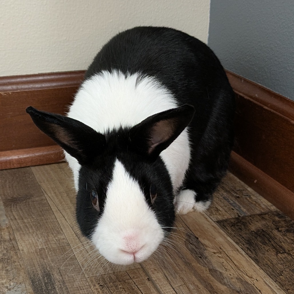 Oreo