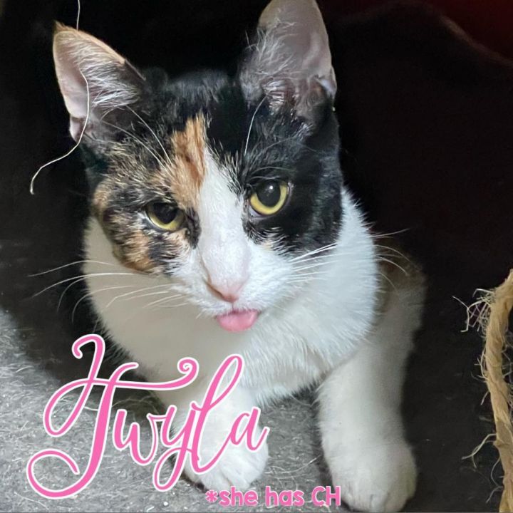 Twyla 1