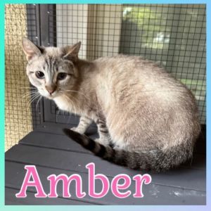 Amber