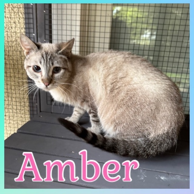 Amber 1